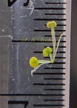 Male flowers